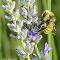 A male Bombus vandykei,also known as the Van Dyke Bumble Bee, forages on lavender in Vacaville, Calif. on May 17. (Photo by Kathy Keatley Garvey)