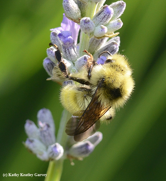 A natural blond! A male bumble bee known as the Van Dyke Bumble Bee, Bombus vandykei, sips nectar from lavender. (Photo by Kathy Keatley Garvey)