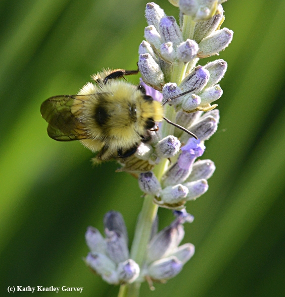 A dorsal view of the male bumble bee, Bombus vandykei, foraging on lavender. (Photo by Kathy Keatley Garvey)