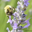 A male bumble bee, Bombus vandykei, sips nectar from a lavender blossom. (Photo by Kathy Keatley Garvey)