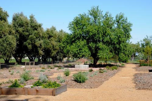 THIS VIEW of the Haagen-Dazs Honey Bee Haven shows the almond tree where a giant bee sculpture will be. To the left, by the front gate, will be a two-column hive sculpture. (Photo by Kathy Keatley Garvey)
