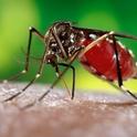 Aedes aegypti, the mosquito that transmits dengue, yellow fever, chikungunya and Zika viruses. (CDC Photo)