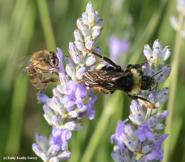 A black-faced bumble bee, Bombus californicus, stretches between two lavender stems as a honey bee moves in to gather nectar. (Photo by Kathy Keatley Garvey)