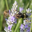 A black-faced bumble bee, Bombus californicus, stretches between two lavender stems as a honey bee moves in to gather nectar. (Photo by Kathy Keatley Garvey)