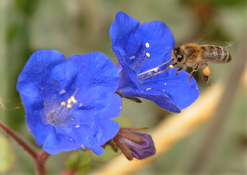 A POLLEN-PACKING honey bee heads for California blue bells (Phacelia campanularia) on the UC Davis campus. (Photo by Kathy Keatley Garvey)