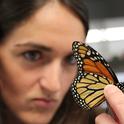 Texas A&M University biologist Christine Merlin examines a monarch. (Photo courtesy of Texas A&M University)