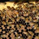 Find the queen? This photo was taken in the apiary of Jackie Park-Burris Queens, Palo Cedro. (Photo by Kathy Keatley Garvey)
