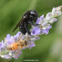 A Valley carpenter bee and a honey bee sharing the same lavender stem. (Photo by Kathy Keatley Garvey)