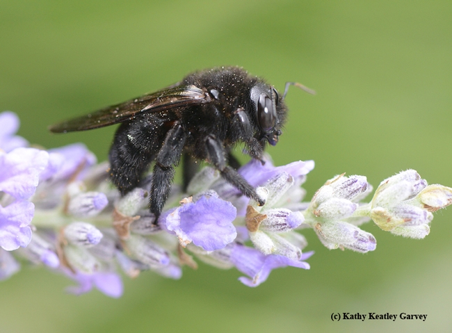 Close-up of the Valley carpenter bee. You can easily see the pollen dust on her. First and foremost, the Valley carpenter bee is a pollinator. (Photo by Kathy Keatley Garvey)