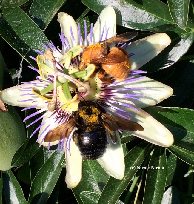 Male and female of the same species, Valley carpenter bee, Xylocopa varipunta, share a single passionflower blossom. The female is solid black and the male, a green-eyed blond. (Photo by Nicole Nicola)