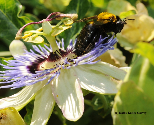 A pollen-dusted female Valley carpenter bee exits the passionflower vine. (Photo by Kathy Keatley Garvey)
