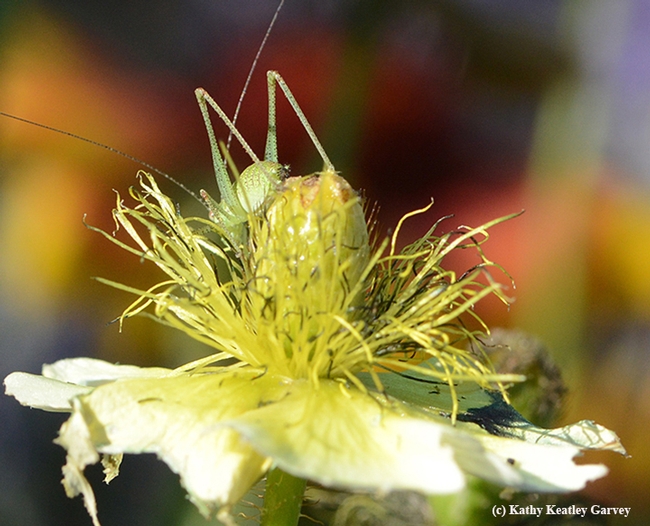 A katydid nymph, its legs visible, leaving the Iceland poppy. (Photo by Kathy Keatley Garvey)