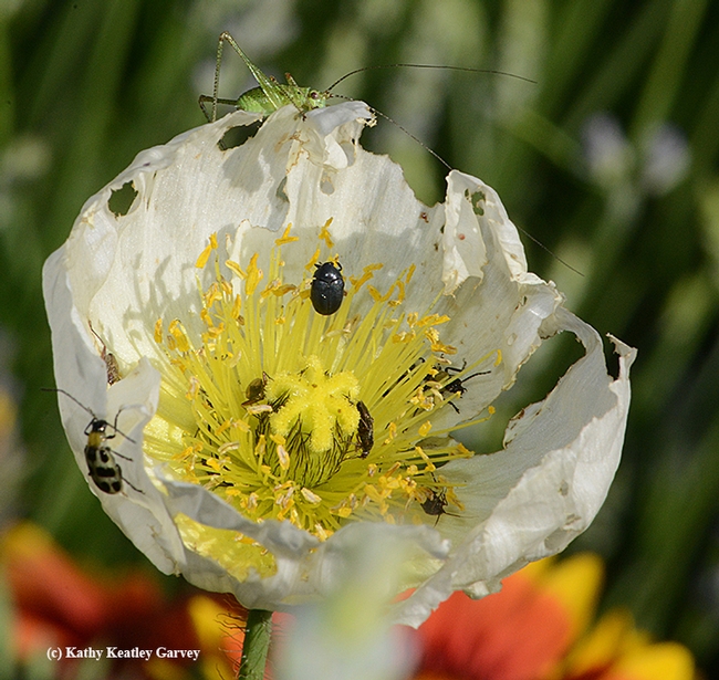 A katydid nymph (top) peers over a shredded Iceland poppy at its dinner mates. A spotted cucumber beetle is at left. (Photo by Kathy Keatley Garvey)