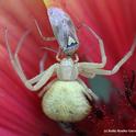 A crab spider nails an agricultural pest, a lygus bug. (Photo by Kathy Keatley Garvey)