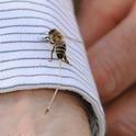 HONEY BEE, defending her hive, tries to fly away after stinging Extension apiculturist Eric Mussen at the Harry H. Laidlaw Jr. Honey Bee Research Facility, UC Davis. You can see the stinger embedded in his wrist and a long line of stretched tissue. (Photo by Kathy Keatley Garvey)