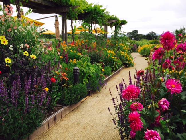 Kate Frey serves as a consultant for the pollinator gardens (shown) at the Lynmar Estate Winery, Sebastopol.