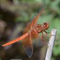 Red flameskimmer dragonfly perching on a bamboo stake. (Photo by Kathy Keatley Garvey)