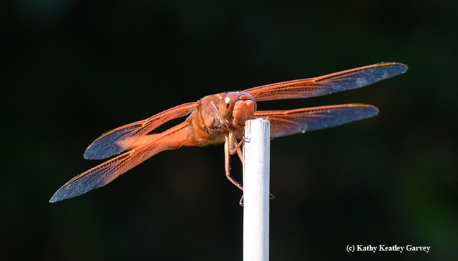 Takeoff! All systems are go. Or green. Red flameskimmer adjusts its wings. (Photo by Kathy Keatley Garvey)