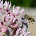 A honey bee carrying milkweed pollinia. It resembles a wishbone. (Photo by Kathy Keatley Garvey)