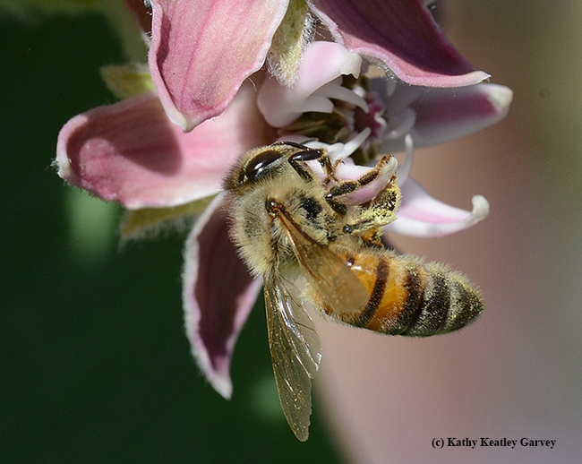 A honey bee gathering nectar on a broadleaf milkweed. (Photo by Kathy Keatley Garvey)