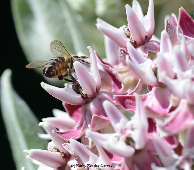 A honey bee's early morning visit to a milkweed. Note the trapped leg. (Photo by Kathy Keatley Garvey)