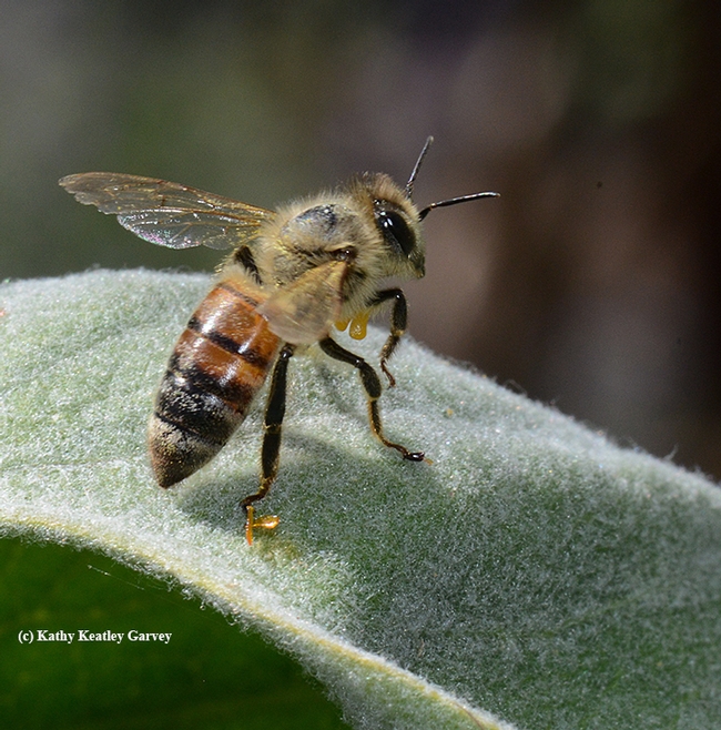 A honey bee, with milkweed pollinia attached, resting on broadleaf milkweed. (Photo by Kathy Keatley Garvey)