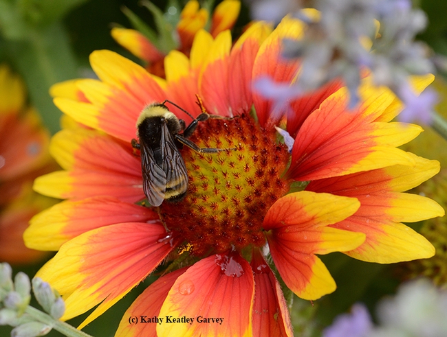 Dorsal view of a male black-faced bumble bee, Bombus californicus,  on a blanket flower, Gaillardia. (Photo by Kathy Keatley Garvey)