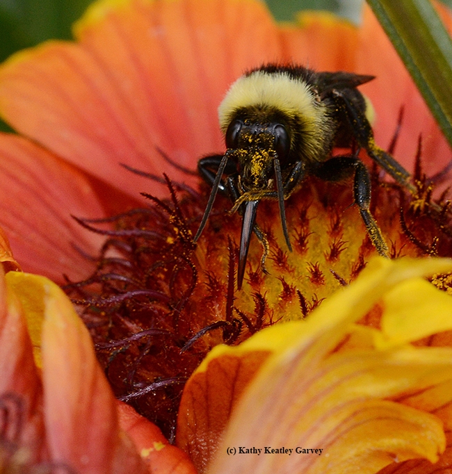 Male black-faced bumble bee, Bombus californicus, tastes the nectar from a blanket flower. (Photo by Kathy Keatley Garvey)