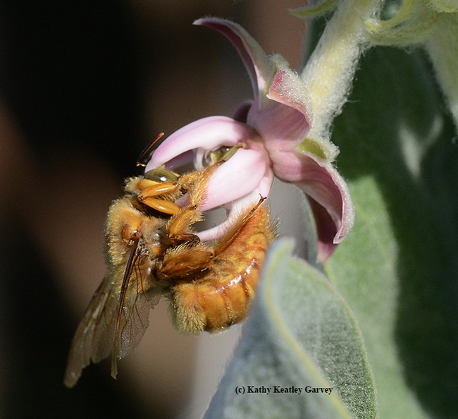 Sweet stuff! A male Valley carpenter bee curls to grab some nectar from a broadleaf milkweed. (Photo by Kathy Keatley Garvey)