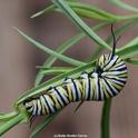 A monarch caterpillar chewing on a narrow-leafed milkweed. (Photo by Kathy Keatley Garvey)
