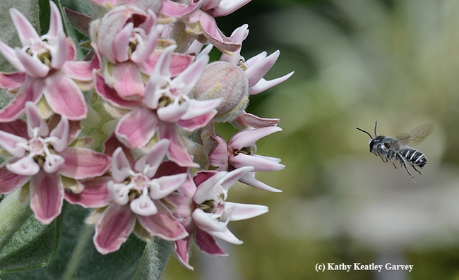 A male leafcutter bee, Megachile sp., in flight, heading toward the milkweed. (Photo by Kathy Keatley Garvey)