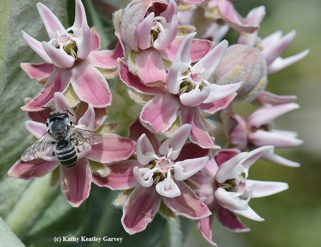 A male leafcutter bee, Megachile sp., sips nectar from a milkweed. (Photo by Kathy Keatley Garvey)