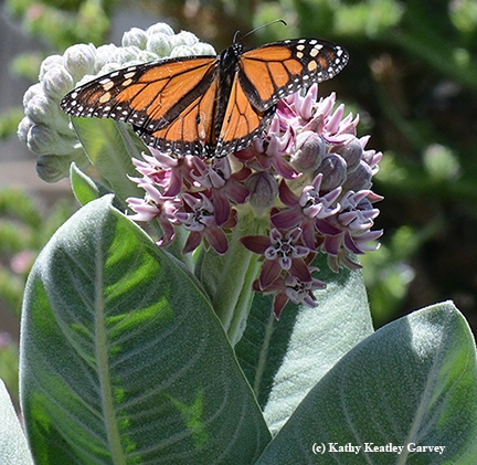A monarch on the milkweed. (Photo by Kathy Keatley Garvey)