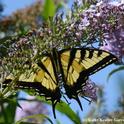 The Western tiger swallowtail (Papilio rutulus)sips nectar from a butterfly bush in the Storer Garden, UC Davis Arboretum. (Photo by Kathy Keatley Garvey)