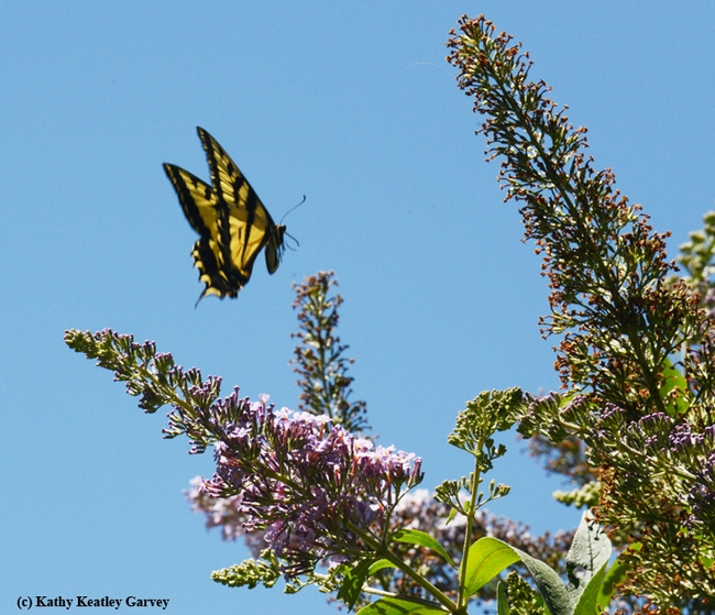 Western tiger swallowtail in flight over a butterfly bush in the Storer Garden. (Photo by Kathy Keatley Garvey)