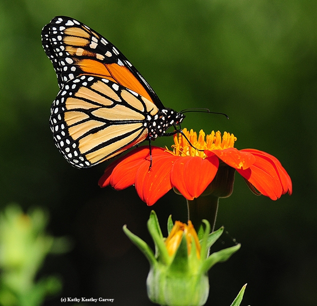 A monarch sipping nectar from a Mexican sunflower, Tithonia. (Photo by Kathy Keatley Garvey)
