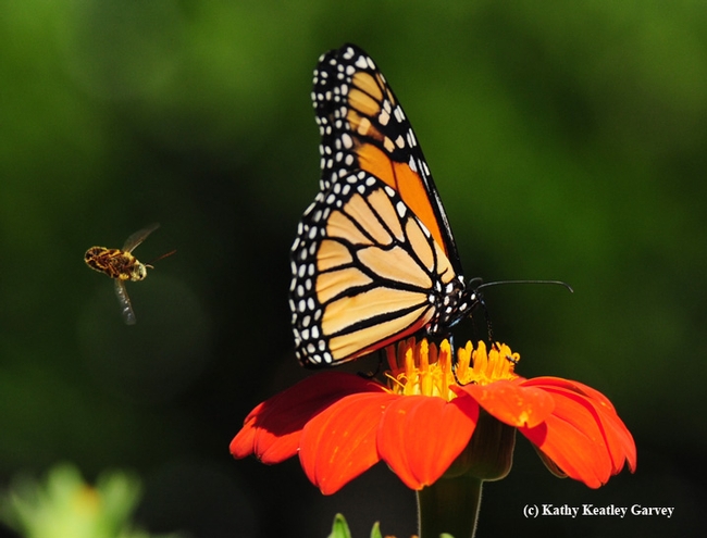 The longhorned bee, Melissodes agilis, does a barrel roll and attempts again to push the monarch off the Mexican sunflower.  (Photo by Kathy Keatley Garvey)