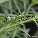 A fifth instar caterpillar partially hidden in the narrow-leafed milkweed. (Photo by Kathy Keatley Garvey)