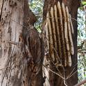 A feral honey bee colony, with exposed comb, on a Eucalyptus tree in Vacaville. (Photo by Kathy Keatley Garvey)