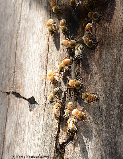 A line of honey bees guarding the colony. (Photo by Kathy Keatley Garvey)