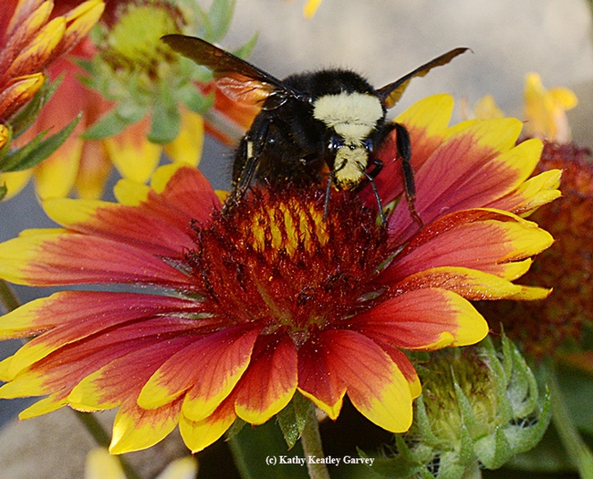A newly emerged yellow-faced bumble bee queen, Bombus vosnesenskii, eyes the photographer as it forages on blanket flower (Gaillardia). (Photo by Kathy Keatley Garvey)