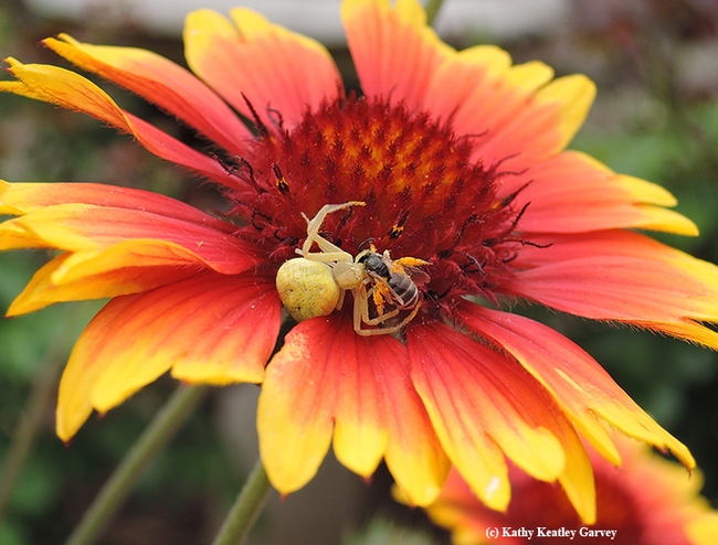 A crab spider dines on a sweat bee, a female Halictus tripartitus (as identified by native pollinator specialist Robbin Thorp, distinguished emeritus professor of entomology at UC Davis). (Photo by Kathy Keatley Garvey)