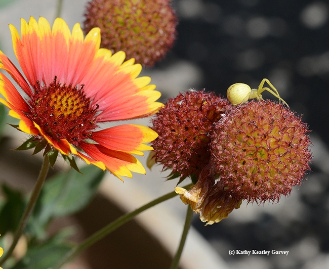 A crab spider on top of the world, the cone of a petal-less blanket flower (Gaillardia). (Photo by Kathy Keatley Garvey)