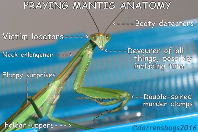 If you've ever been puzzled by all those anatomical parts of a praying mantis, no worries.  Macro photographer and life-long entomology enthusiast Darren McNabb of Darren's Bugs has figured it all out. (Meme used with permission)