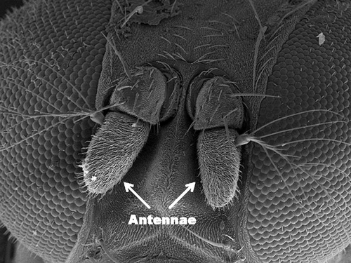 DROSOPHILA HEAD--A scanning electronic micrograph (SEM) of the fruit fly head, highlighting a pair of antennae endowed with highly sensitive sensilla for the detection of bombykol, a sex pheromone identified from the silkworm more than 50 years ago. (SEM Courtesy of Walter Leal lab)