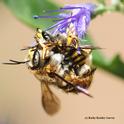 European male carder bees mating. The male, the larger bee, is about the size of honey bee. The European carder bees were introduced in New York in 1963 and became established in California in 2007, scientists say. (Photo by Kathy Keatley Garvey)