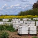 A sunny day in the apiary--this is one of the scenes at Olivarez Honey Bees, Orland, Calif., owned by Ray Olivarez. (Photo by Kathy Keatley Garvey)