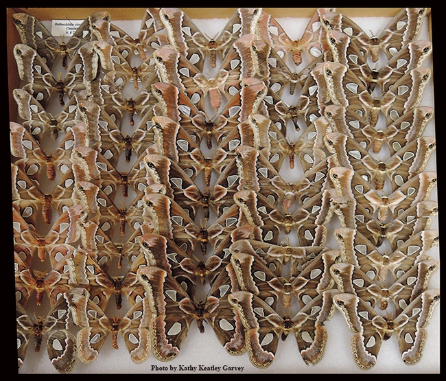 These moths are Rothschildia cincta, also known as giant silkworm moths. (Photo by Kathy Keatley Garvey)