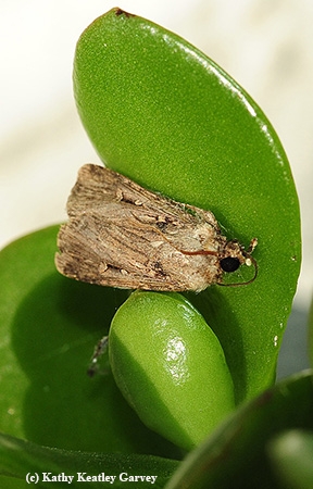 A noctuid moth collected from a front porch light in Vacaville, Calif. (Photo by Kathy Keatley Garvey)