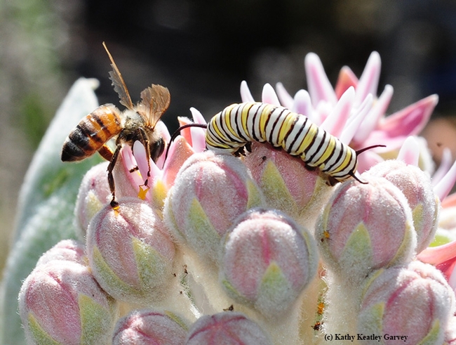 A tattered honey bee seeking nectar from a milkweed blossom encounters a monarch caterpillar. (Photo by Kathy Keatley Garvey)